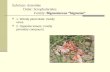 Subclass: Asteridae Order: Scrophulariales Family:  Bignoniaceae “bignonia”