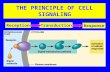 THE PRINCIPLE OF CELL SIGNALING