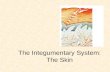 The Integumentary System: The Skin