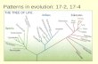 Patterns in evolution:  17-2, 17-4