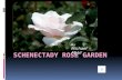 Schenectady Rose Garden