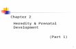 Chapter 2 Heredity & Prenatal Development                  (Part 1)