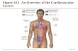 Figure 20.1  An Overview of the Cardiovascular System