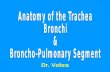 Anatomy of the Trachea Bronchi  &  Broncho-Pulmonary Segment