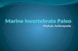 Marine Invertebrate Paleo