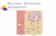 Nuclear Retinoid Receptors