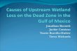 Causes of Upstream Wetland Loss on the Dead Zone in the Gulf of Mexico