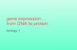 gene expression… from DNA to protein