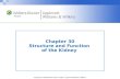 Chapter 30 Structure and Function  of the Kidney