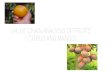 VALUE CHAIN ANALYSIS OF FRUITS ( CITRUS AND MANGO)