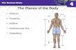 The Planes of the Body