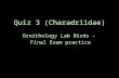 Quiz 3 (Charadriidae)