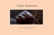 Order Rodentia