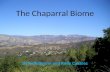 The Chaparral Biome