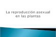 La reproducción asexual  en las plantas