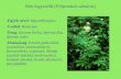 Réti legyezőfű ( Filipendula ulmaria )