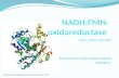 NADH:FMN- oxidoreductase