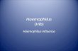 Haemophilus (Hib)