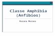 Classe Amphibia (Anfíbios)