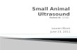 Small Animal Ultrasound Patient ID:  157581
