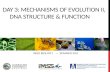 DAY  3:  Mechanisms of  evolution II,       DNA Structure & function