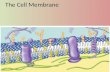 The Cell  Membrane