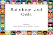 Raindrops and Owls