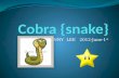 Cobra {snake}