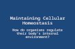 Maintaining Cellular Homeostasis