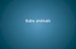 Baby  animals