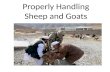 Properly Handling Sheep and Goats