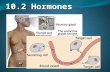 10.2 Hormones