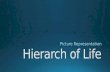 Hierarch of Life