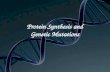 Protein Synthesis and Genetic Mutations