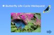 Butterfly Life Cycle  Webquest