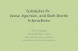 Subalpine fir:  Snow,  A ge/size,  and  B ark Beetle  I nteractions