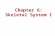 Chapter 6: Skeletal System I