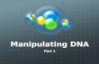 Manipulating  DNA