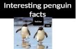 Interesting penguin facts