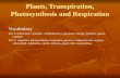 Plants, Transpiration, Photosynthesis and Respiration