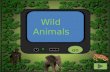 Wild  Animals
