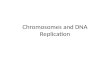 Chromosomes and DNA Replication