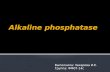 Alkaline  phosphatase