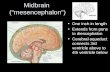 Midbrain  (“mesencephalon”)