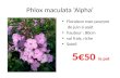 Phlox  maculata  ‘Alpha’