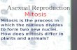 Asexual  Reproduction