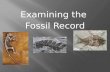 Examining the  Fossil Record