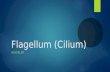 Flagellum (Cilium)