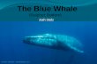 The Blue Whale           (Sulpher Bottom)