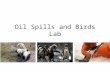 Oil Spills and Birds Lab